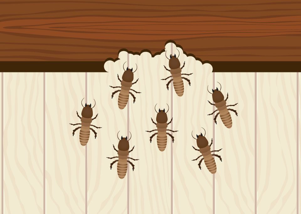 32-termitas-hogar